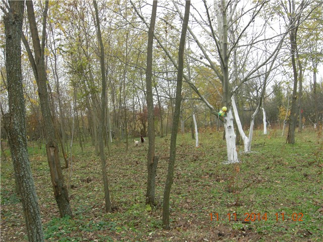 arčilend